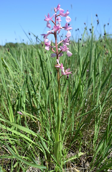 Le orchidee della Bassa del Bardello (Parco Delta del Po)