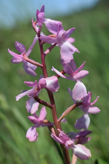 Le orchidee della Bassa del Bardello (Parco Delta del Po)