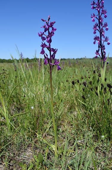 Le orchidee della Bassa del Bardello (Parco Delta del Po)