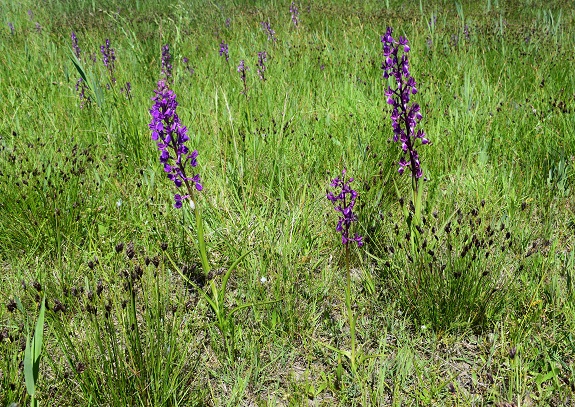 Le orchidee della Bassa del Bardello (Parco Delta del Po)