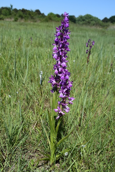 Le orchidee della Bassa del Bardello (Parco Delta del Po)