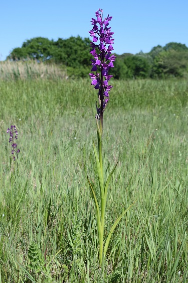 Le orchidee della Bassa del Bardello (Parco Delta del Po)