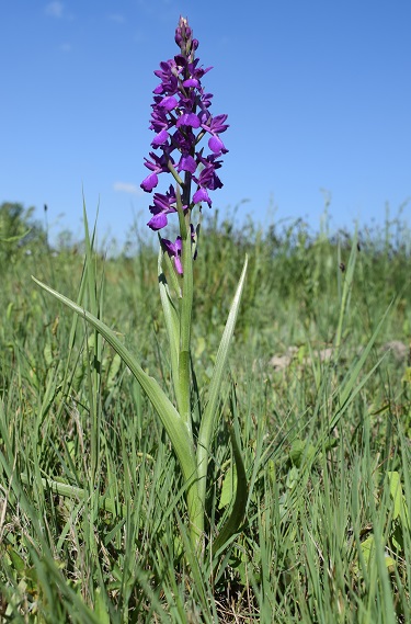 Le orchidee della Bassa del Bardello (Parco Delta del Po)