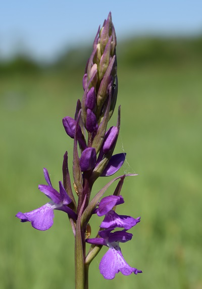 Le orchidee della Bassa del Bardello (Parco Delta del Po)