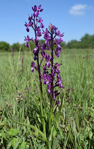 Le orchidee della Bassa del Bardello (Parco Delta del Po)