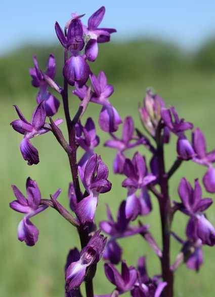 Le orchidee della Bassa del Bardello (Parco Delta del Po)