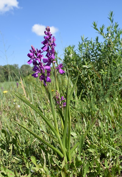 Le orchidee della Bassa del Bardello (Parco Delta del Po)