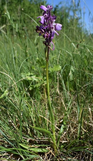 Le orchidee della Bassa del Bardello (Parco Delta del Po)