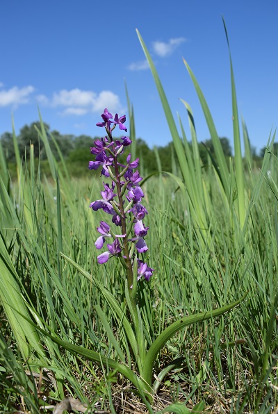 Le orchidee della Bassa del Bardello (Parco Delta del Po)