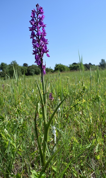 Le orchidee della Bassa del Bardello (Parco Delta del Po)