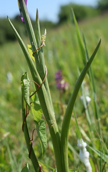 Le orchidee della Bassa del Bardello (Parco Delta del Po)