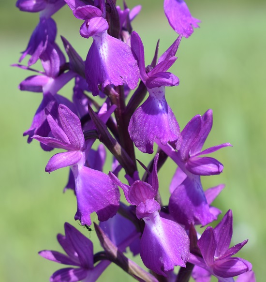 Le orchidee della Bassa del Bardello (Parco Delta del Po)