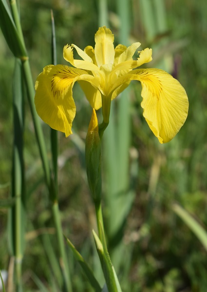 Le orchidee della Bassa del Bardello (Parco Delta del Po)