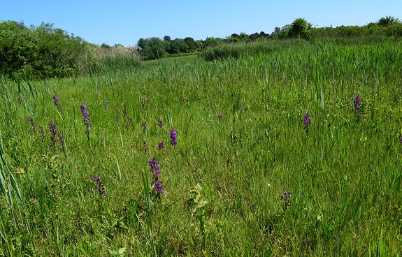 Le orchidee della Bassa del Bardello (Parco Delta del Po)