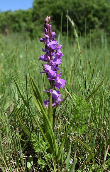 Le orchidee della Bassa del Bardello (Parco Delta del Po)