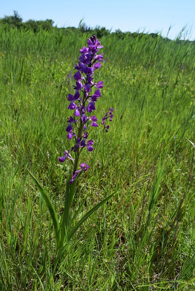 Le orchidee della Bassa del Bardello (Parco Delta del Po)