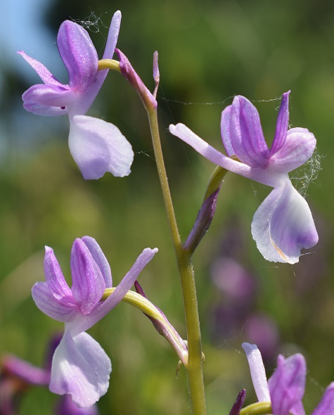 Le orchidee della Bassa del Bardello (Parco Delta del Po)