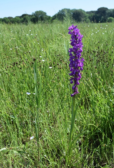 Le orchidee della Bassa del Bardello (Parco Delta del Po)