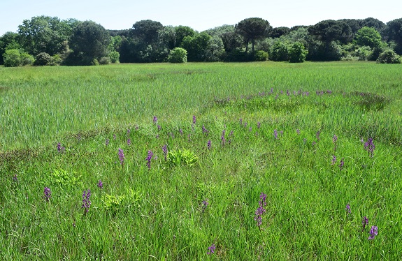 Le orchidee della Bassa del Bardello (Parco Delta del Po)