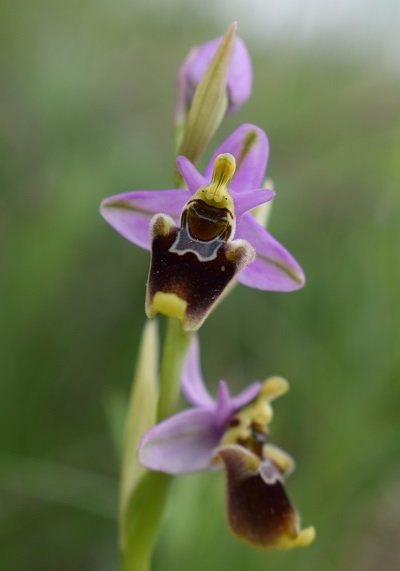 Di quale Ophrys si tratta?