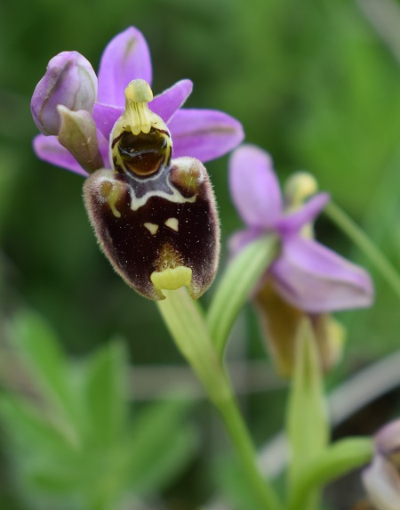 Di quale Ophrys si tratta?