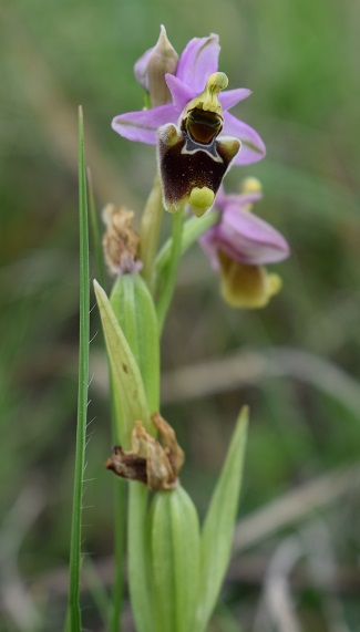 Di quale Ophrys si tratta?