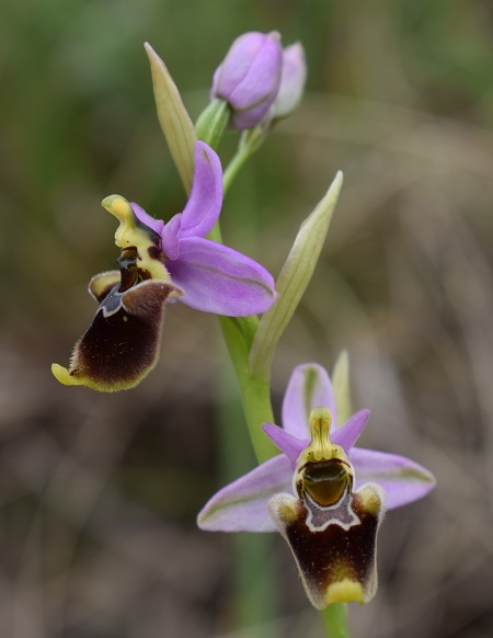 Di quale Ophrys si tratta?