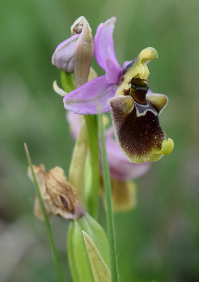 Di quale Ophrys si tratta?