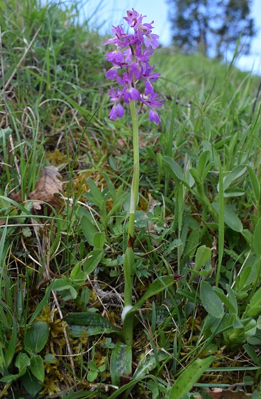 Variabilit di Orchis xpenzigiana