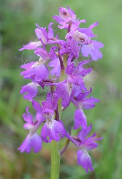 Variabilit di Orchis xpenzigiana