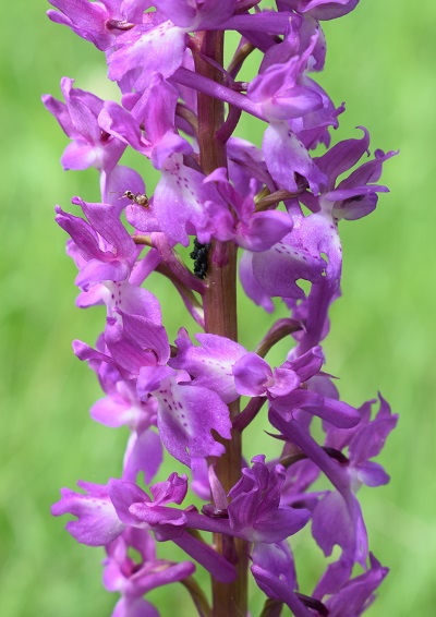 Variabilit di Orchis xpenzigiana