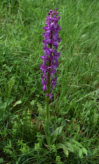 Variabilit di Orchis xpenzigiana