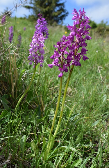 Variabilit di Orchis xpenzigiana