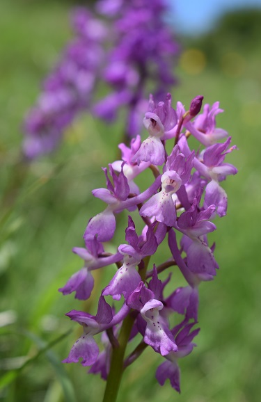 Variabilit di Orchis xpenzigiana