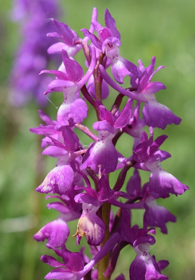 Variabilit di Orchis xpenzigiana