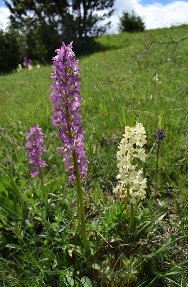 Variabilit di Orchis xpenzigiana