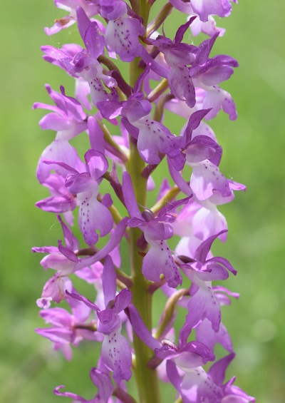 Variabilit di Orchis xpenzigiana