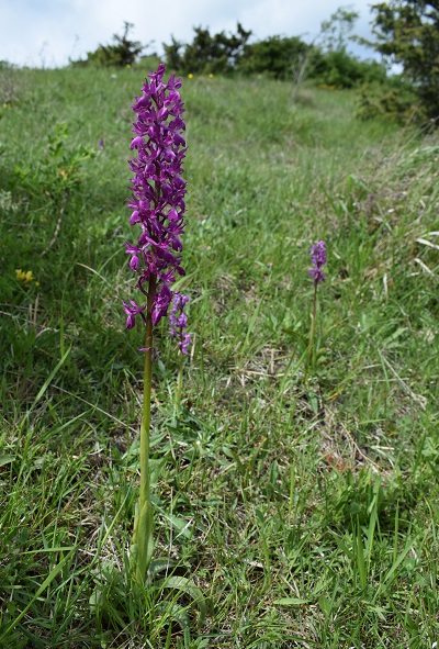 Variabilit di Orchis xpenzigiana