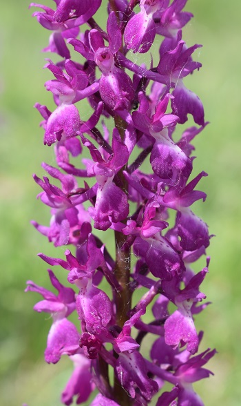 Variabilit di Orchis xpenzigiana