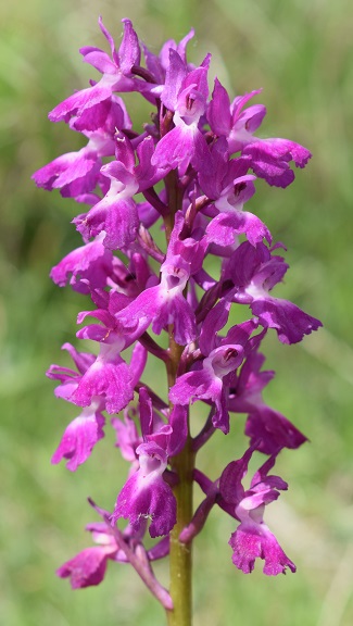 Variabilit di Orchis xpenzigiana