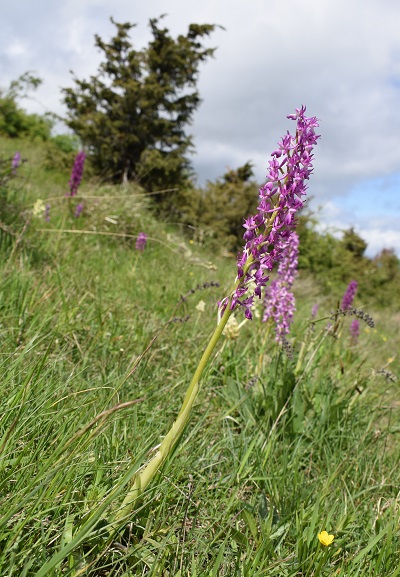 Variabilit di Orchis xpenzigiana