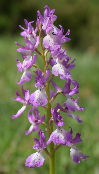 Variabilit di Orchis xpenzigiana