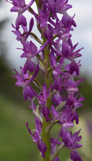 Variabilit di Orchis xpenzigiana