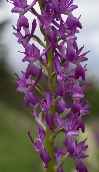 Variabilit di Orchis xpenzigiana