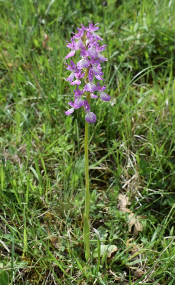 Variabilit di Orchis xpenzigiana