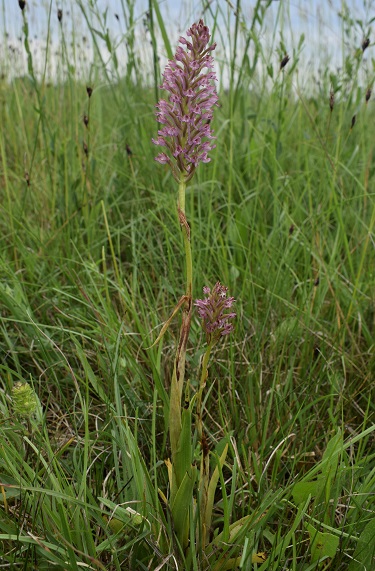 Lusus di Anacamptis pyramidalis?