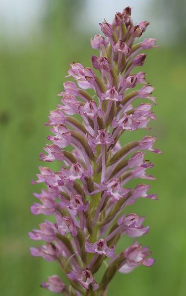 Lusus di Anacamptis pyramidalis?