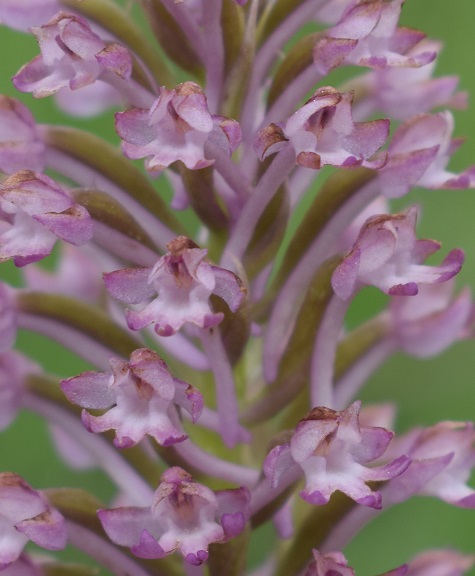 Lusus di Anacamptis pyramidalis?