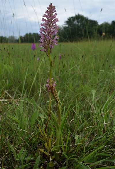 Lusus di Anacamptis pyramidalis?