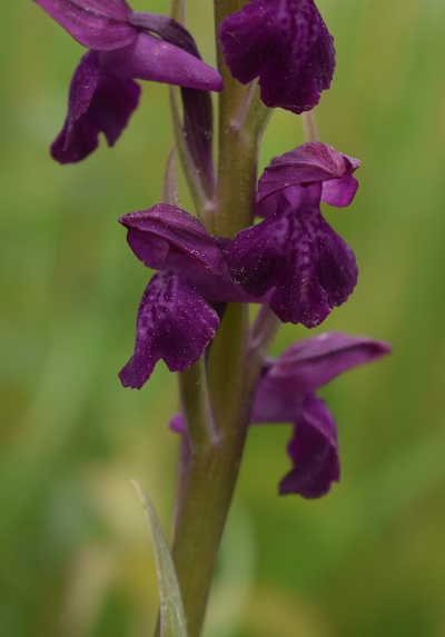 Le orchidee della Bassa del Bardello (Parco Delta del Po)